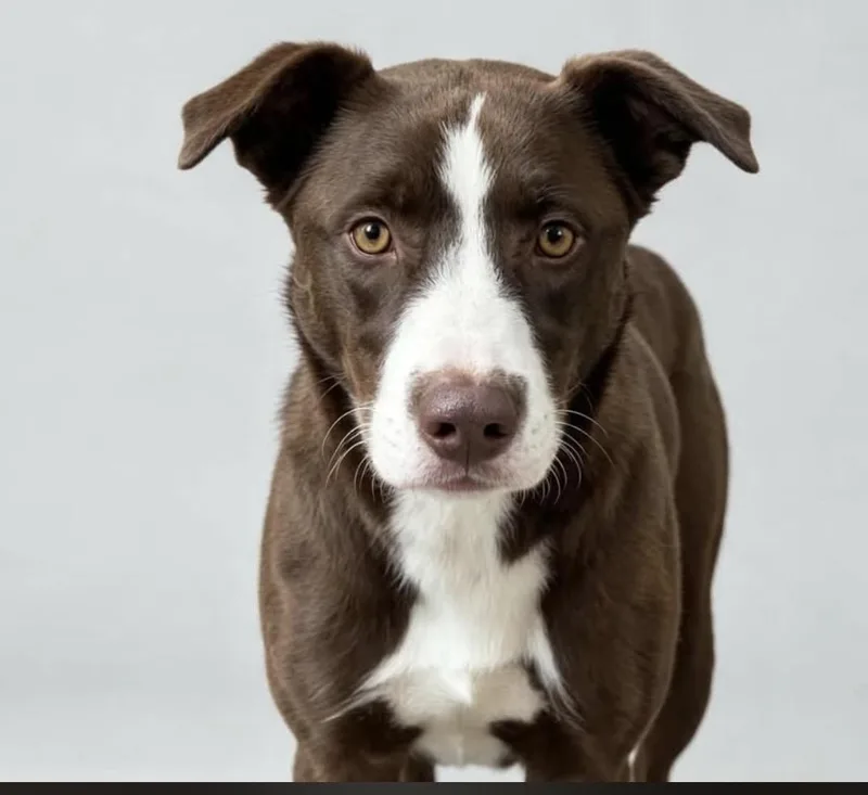 A baby medium-sized male Border Collie dog named Duke for adoption in Estes Park, CO