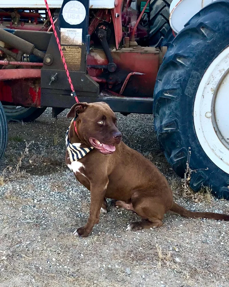 Jackson ~ Chocolate Pitt thumbnail 2