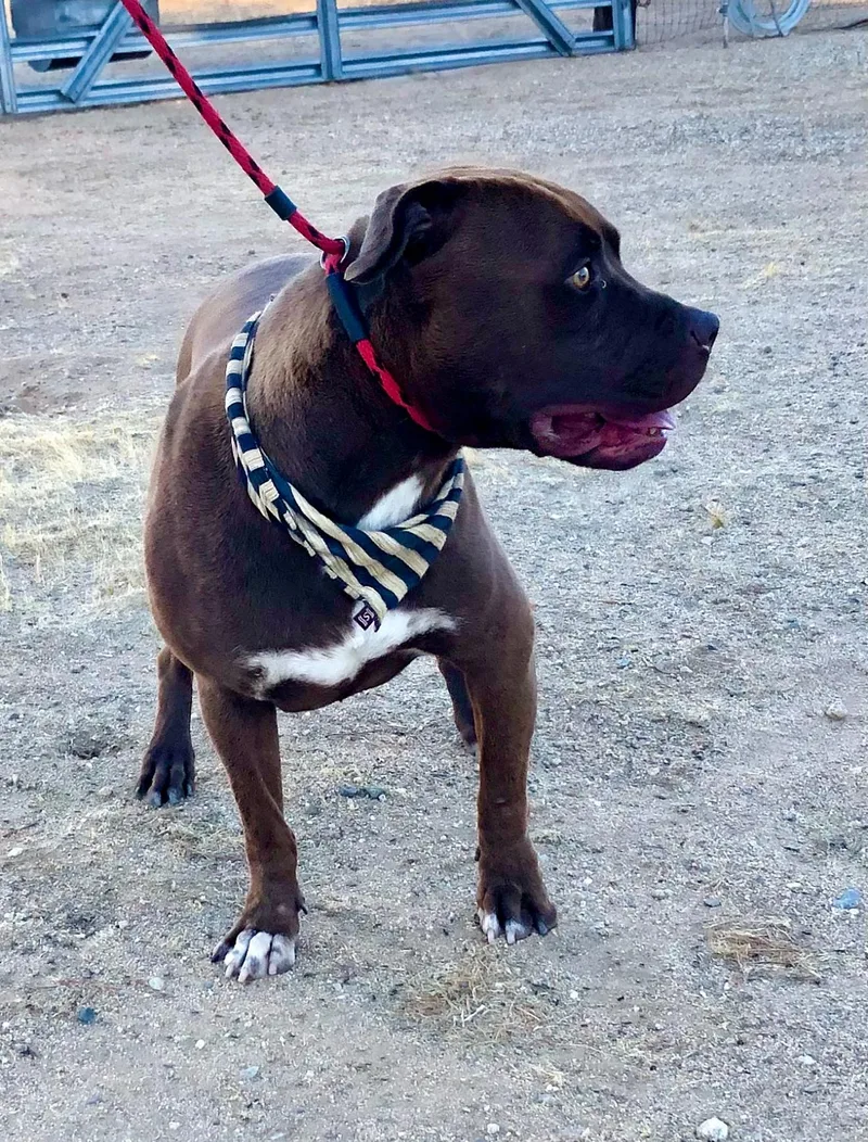 Jackson ~ Chocolate Pitt thumbnail 3