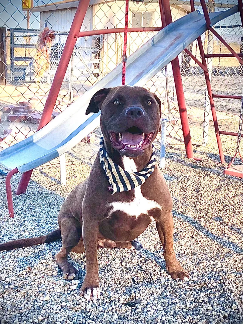 Jackson ~ Chocolate Pitt