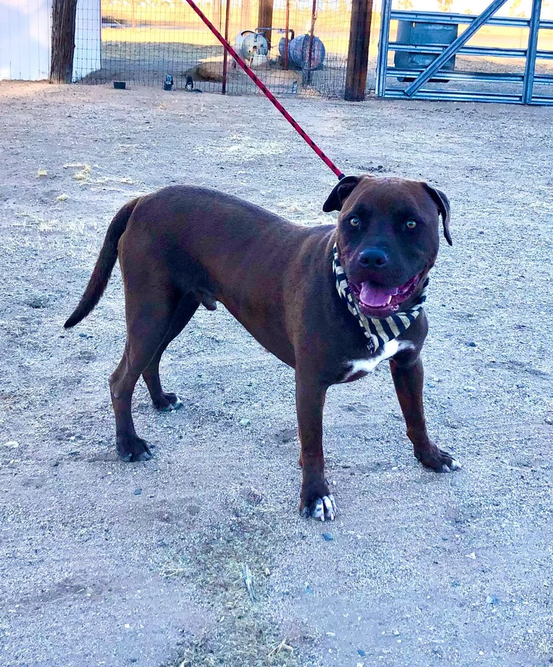 Jackson ~ Chocolate Pitt thumbnail 4