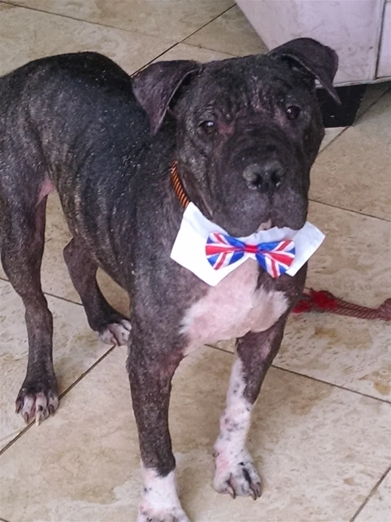 Champion thumbnail 2