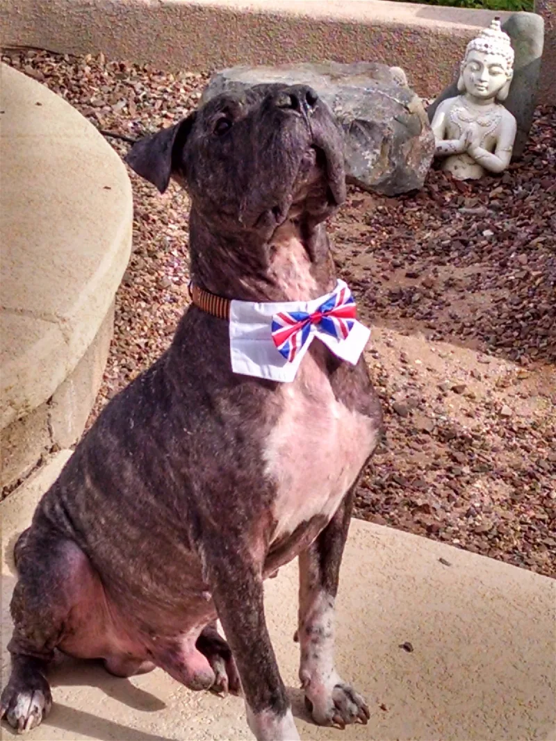 Champion thumbnail 3