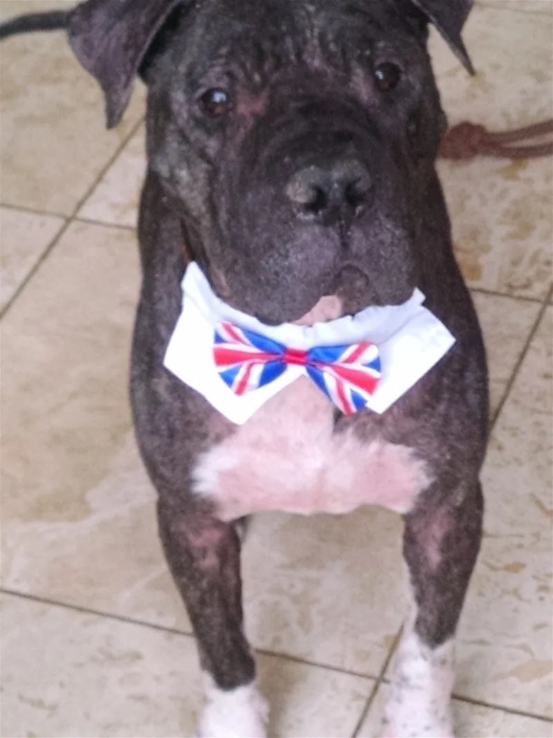 Champion thumbnail 4