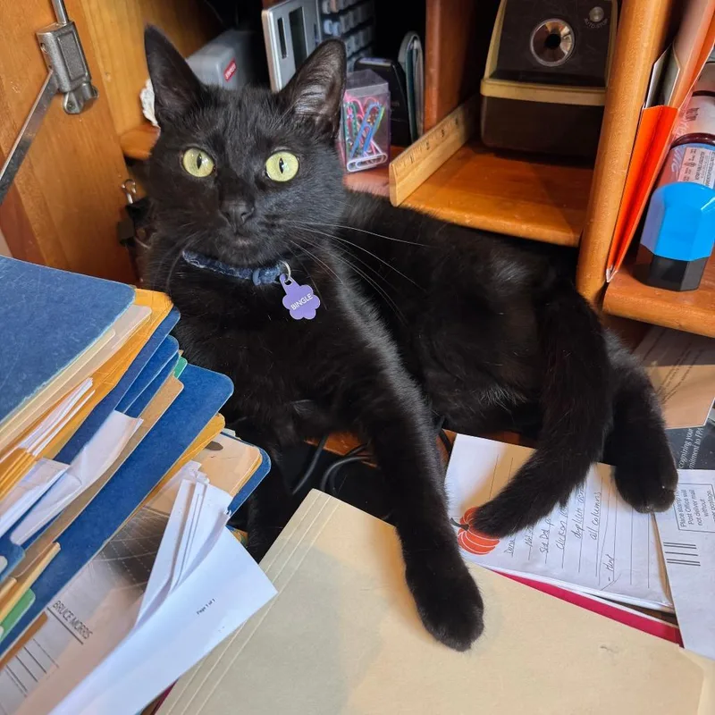 An adult large-sized female Black Domestic Short Hair cat named Bingle for adoption in Wheeling, IL