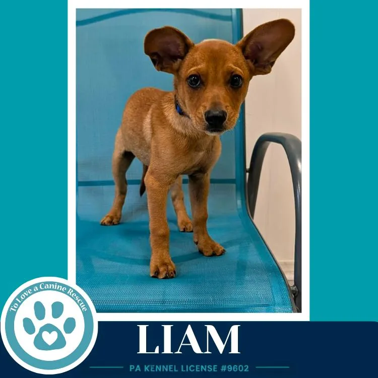 A baby medium-sized male White / Cream Chihuahua dog named Liam for adoption in Kimberton, PA
