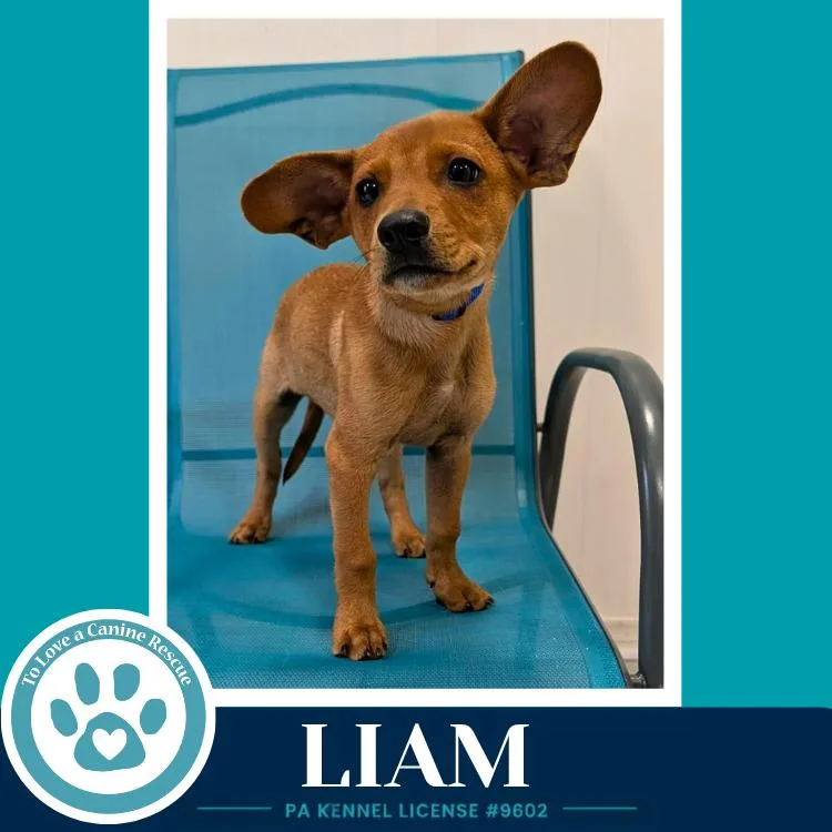 Liam thumbnail 2