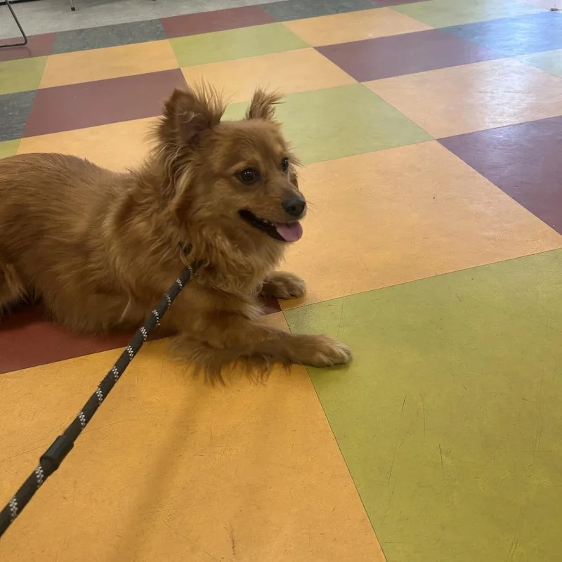 An adult small-sized male Yellow / Tan / Blond / Fawn Pomeranian dog named Woof for adoption in Philadelphia, PA