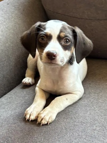 A baby small-sized female Tricolor (Brown, Black, & White) Beagle dog named Freya for adoption in Oracle, AZ
