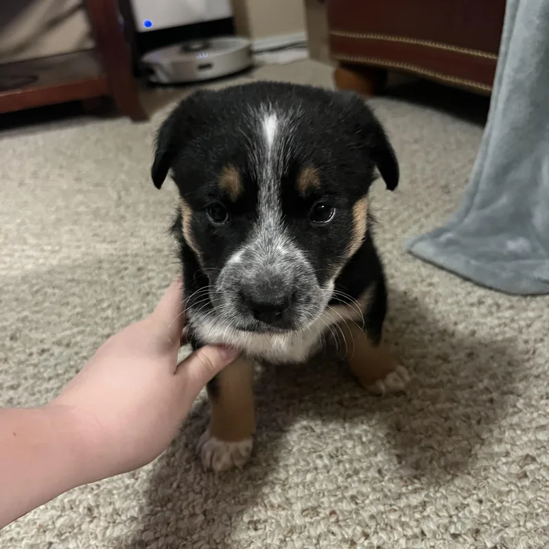 Blaire  Bella  thumbnail 2