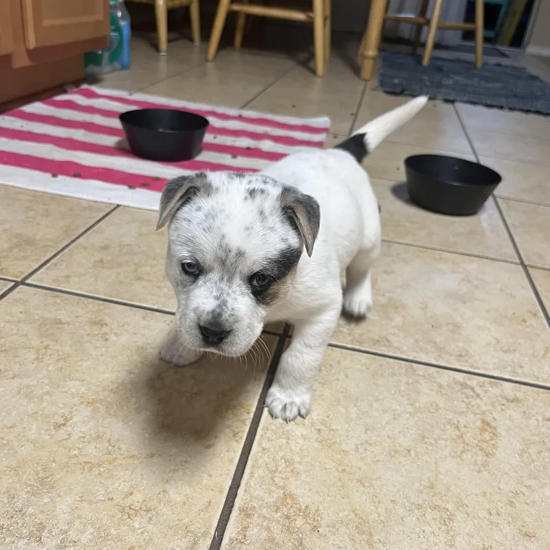 Blaire  Bella  thumbnail 3