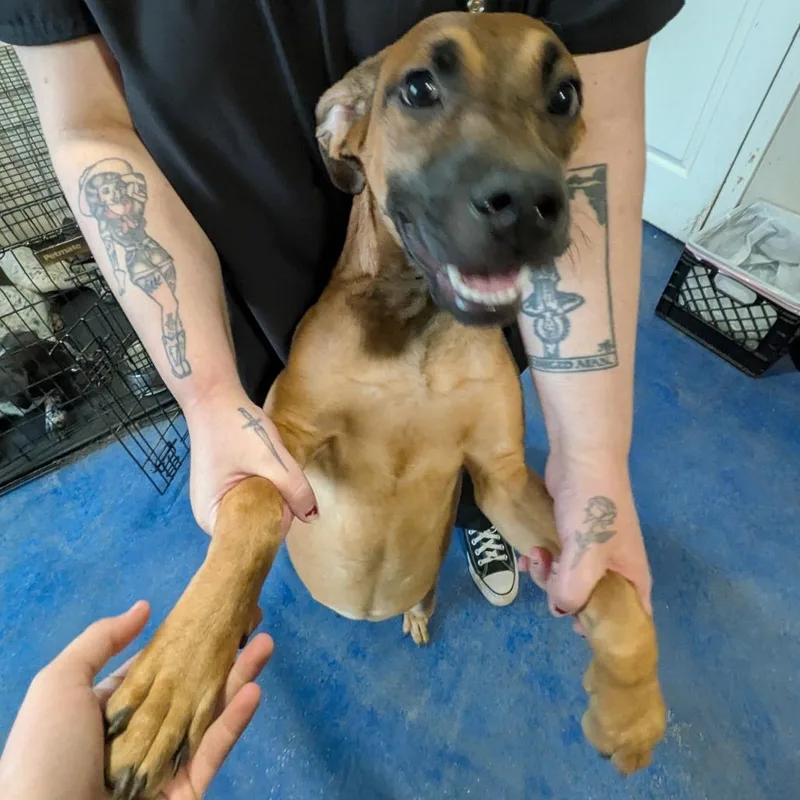 A young medium-sized female Red / Chestnut / Orange Hound dog named Sandy for adoption in Anderson, TX