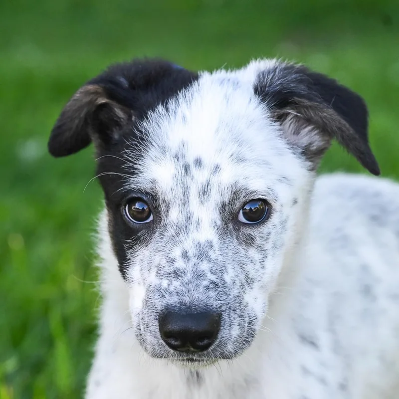 A baby medium-sized female Cattle Dog dog named Pepper for adoption in Arlington Heights, IL