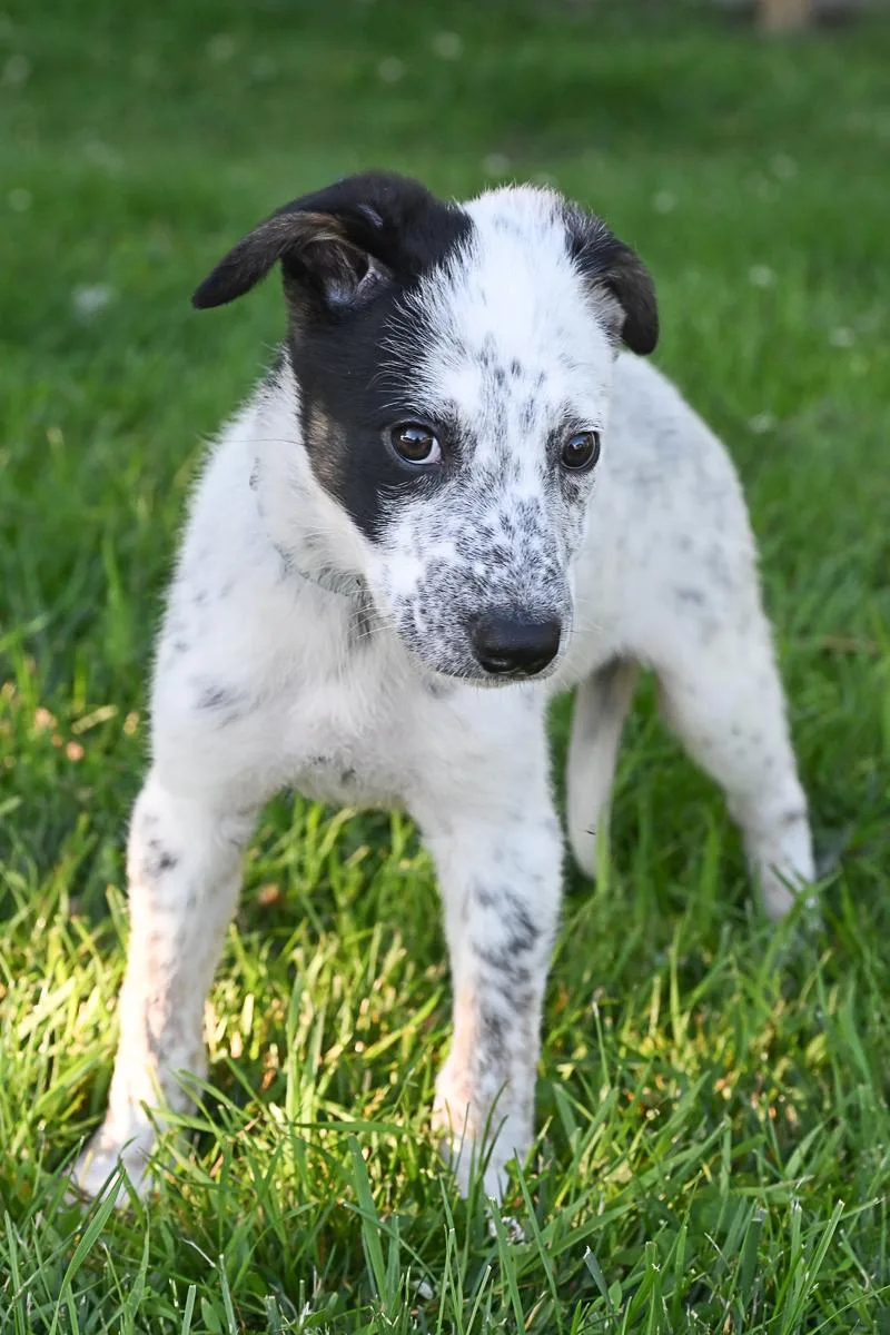 Pepper thumbnail 2