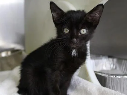 A baby small-sized male Domestic Short Hair cat named Nate for adoption in Daytona Beach, FL