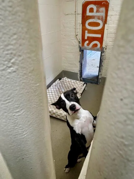 A young medium-sized female Brindle Pit Bull Terrier dog named Dakota for adoption in Passaic, NJ