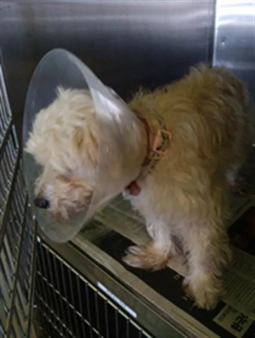 An adult medium-sized female Chihuahua dog named Bonita for adoption in Los Angeles, CA