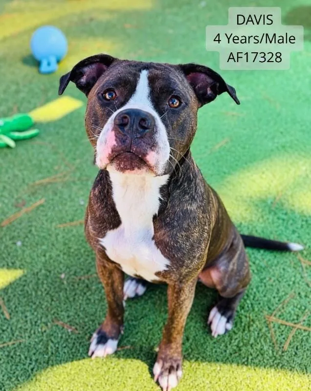 An adult large-sized male Pit Bull Terrier dog named Davis for adoption in Supply, NC