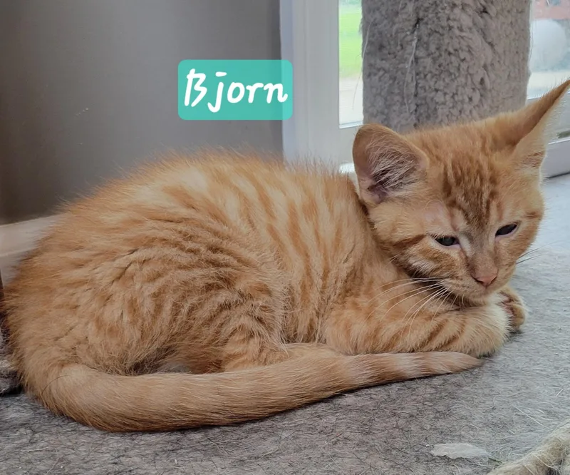 A baby small-sized male Tabby (Orange / Red) Domestic Short Hair cat named Bjorn for adoption in Indianapolis, IN