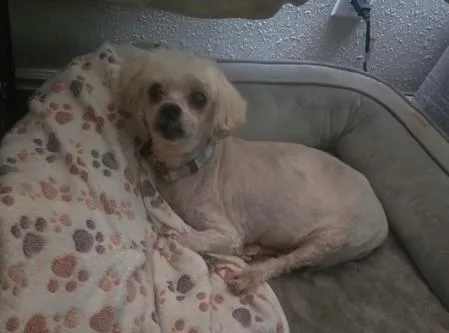An adult small-sized female White / Cream Maltese dog named Brittany for adoption in West Valley, UT