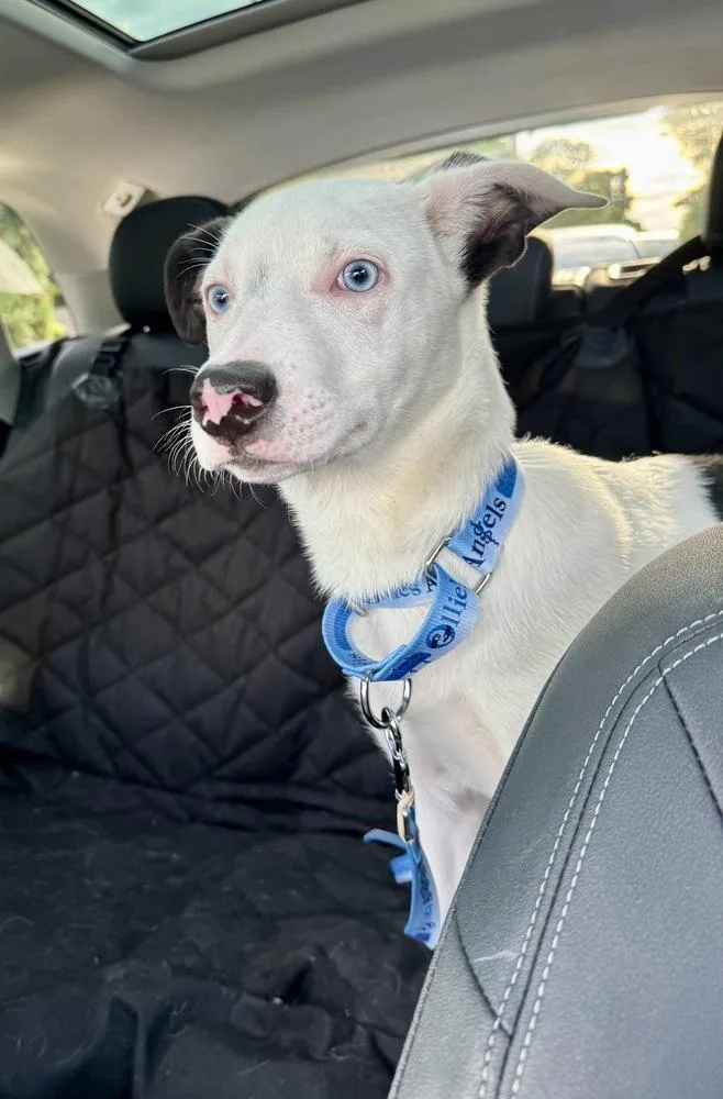 A baby large-sized male Husky dog named Ozzie for adoption in Greenlawn, NY
