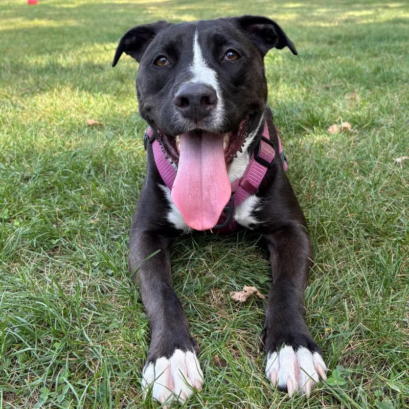 A young medium-sized female Mixed Breed dog named Oreo for adoption in Fenton, MI