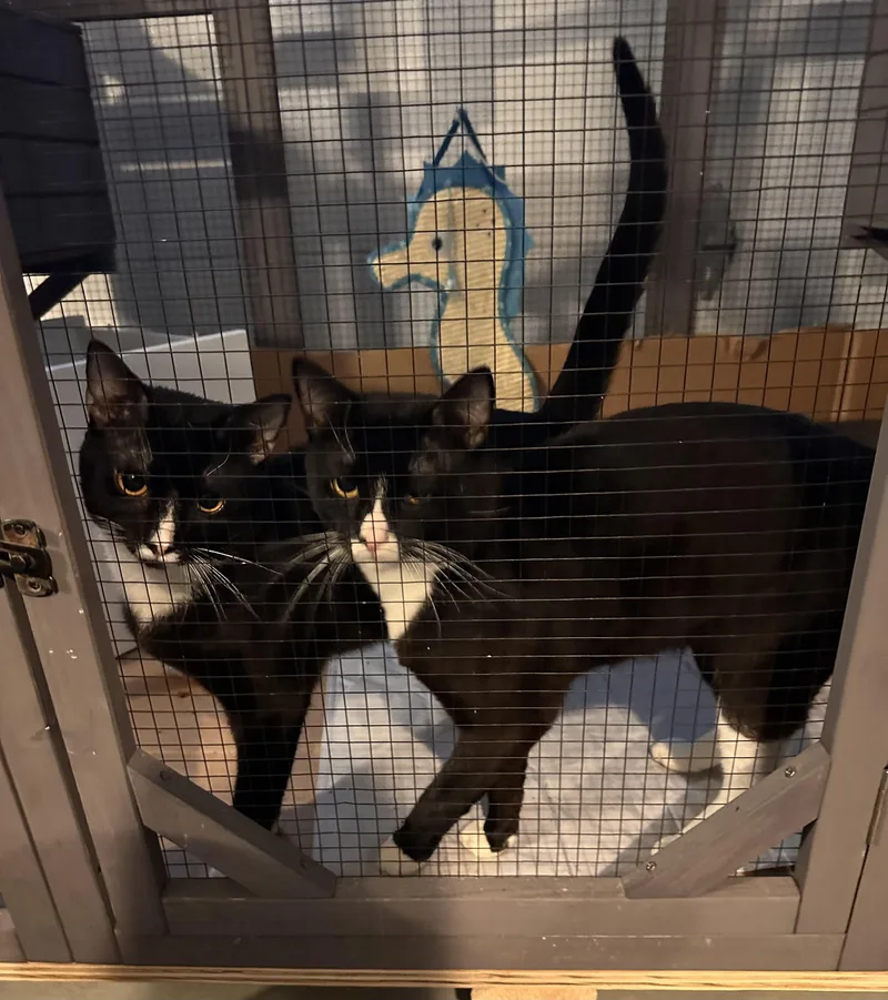 An adult medium-sized male Domestic Short Hair cat named Winn for adoption in Marietta, GA