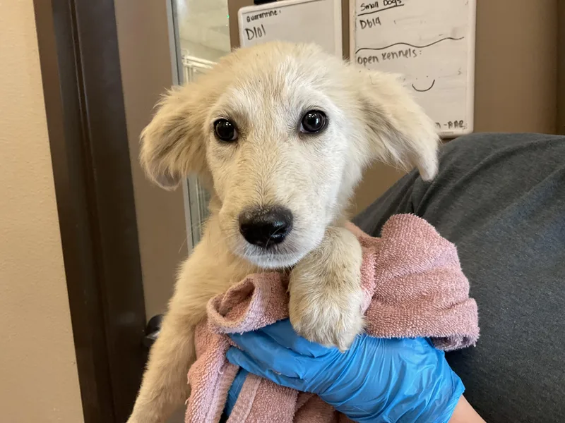 A baby medium-sized female Great Pyrenees dog named Marley for adoption in Ontario, CA