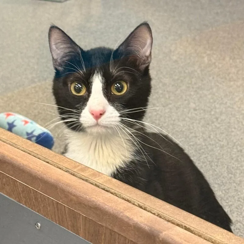 An adult medium-sized male Black & White / Tuxedo Domestic Short Hair cat named Armadillo for adoption in Fort Collins, CO