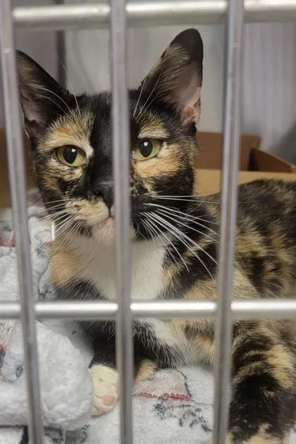 An adult medium-sized female Domestic Short Hair cat named Momma Bird for adoption in West Chester, PA