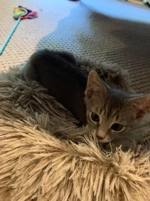 A baby medium-sized female Domestic Short Hair cat named Leelou for adoption in Pawtucket, RI