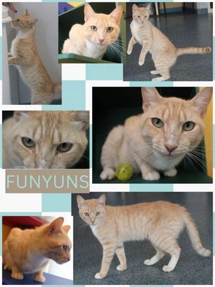 A baby small-sized male Domestic Short Hair cat named Funyuns for adoption in Kenansville, NC