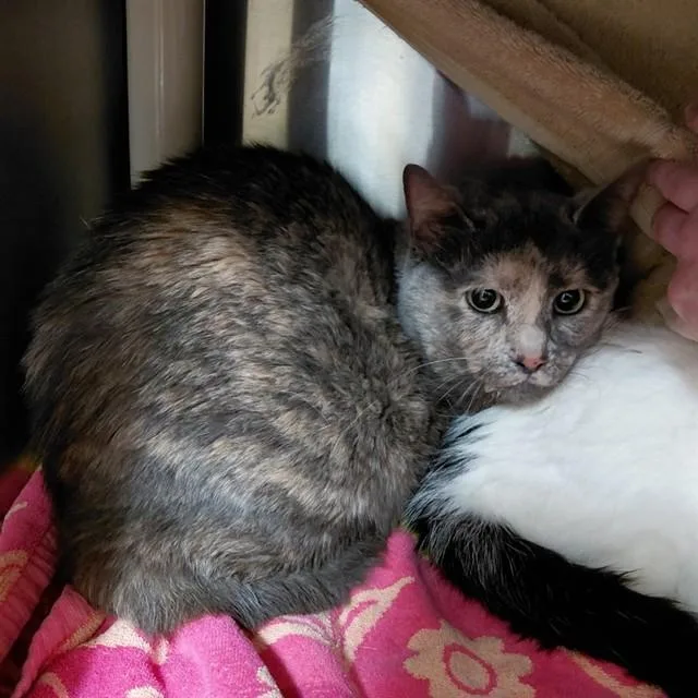 An adult small-sized female Domestic Short Hair cat named Alani for adoption in Huntsville, AL