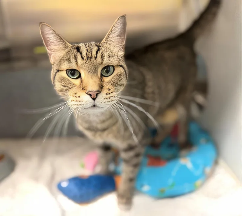 An adult large-sized male Tabby (Brown / Chocolate) Domestic Short Hair cat named Frankie for adoption in Nashville, TN