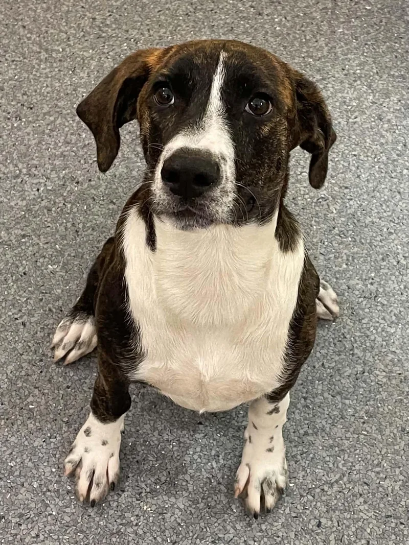 A young medium-sized female Hound dog named Sophie for adoption in Covington, VA