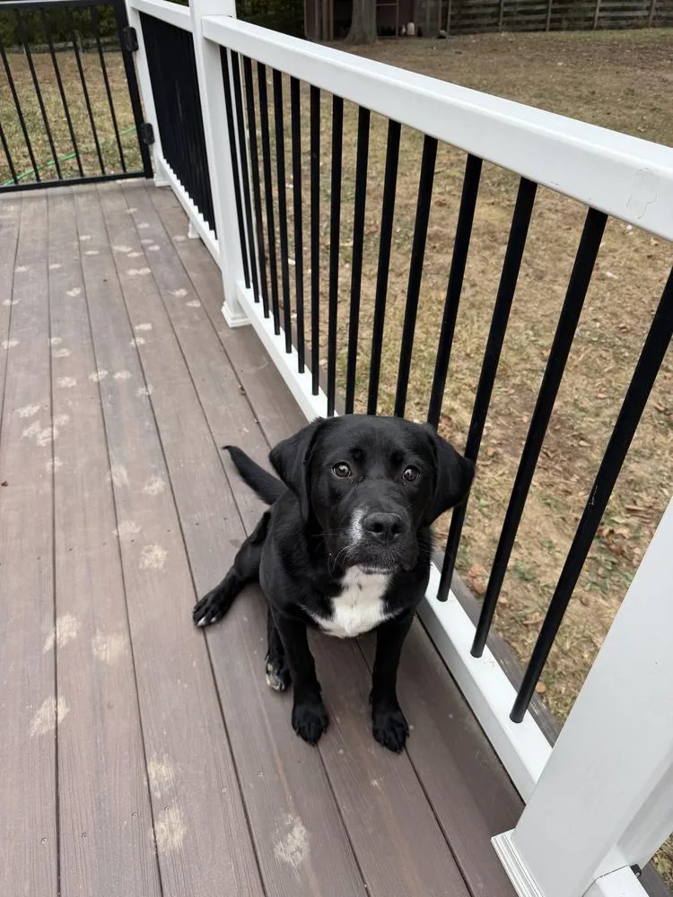 A young large-sized female Tricolor (Brown, Black, & White) Golden Retriever dog named Coco Pups : Colette for adoption in Aurora, IN