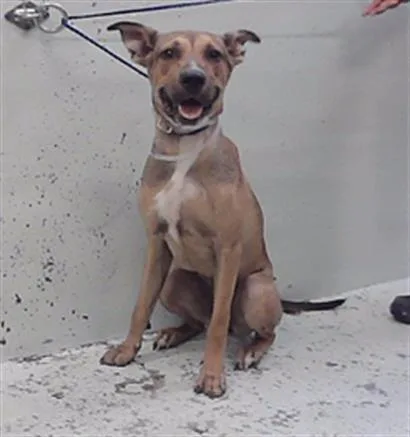 A young large-sized female Staffordshire Bull Terrier dog named Mona for adoption in Houston, TX