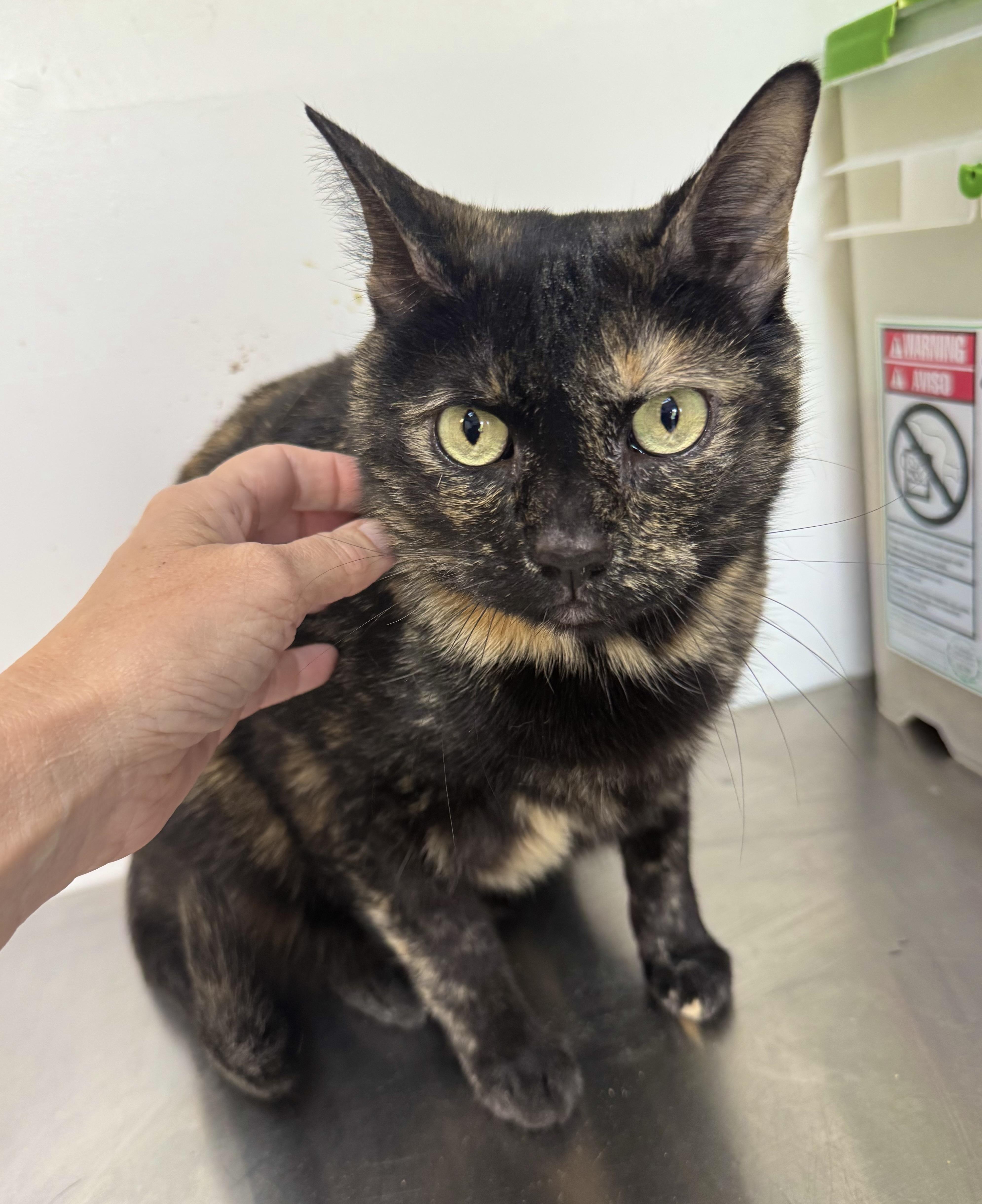An adult extra large-sized female Tortoiseshell cat named Batgirl for adoption in Tallahassee, FL