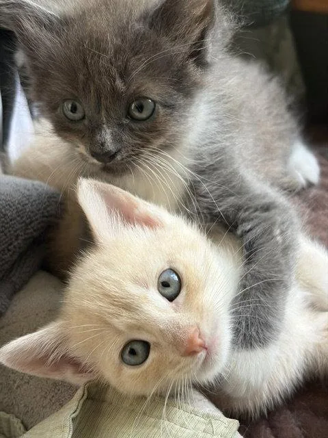 A baby medium-sized female Gray & White Domestic Long Hair cat named Jodi for adoption in Naugatuck, CT