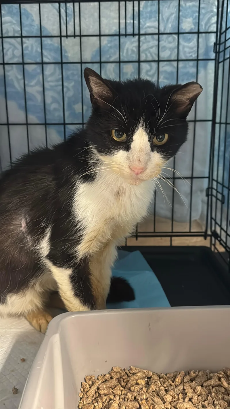 An adult medium-sized male Black & White / Tuxedo Tuxedo cat named Irwin for adoption in Bayonne, NJ