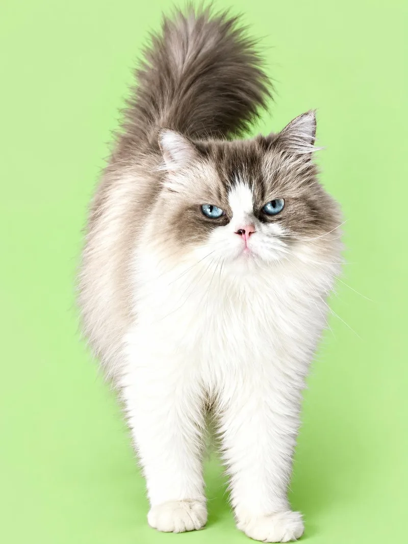 An adult medium-sized female Ragdoll cat named Delphine Amy for adoption in Middletown, DE