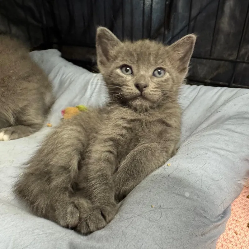 A baby small-sized male Gray / Blue / Silver Domestic Short Hair cat named Indigo for adoption in Fredericksburg, TX
