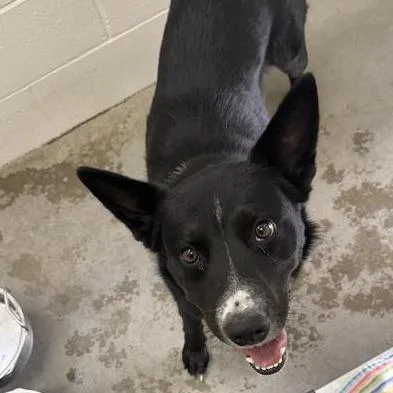 An adult medium-sized male Black Australian Kelpie dog named Dr. Pepper for adoption in Buellton, CA