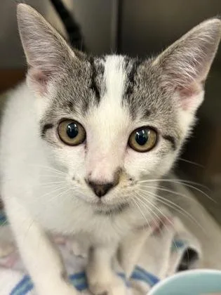 A baby small-sized male Domestic Short Hair cat named Ron Weazy for adoption in West Chester, PA