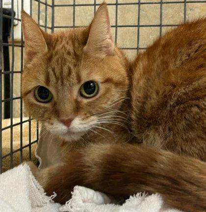 A senior small-sized female Domestic Short Hair cat named Pablo for adoption in Honolulu, HI