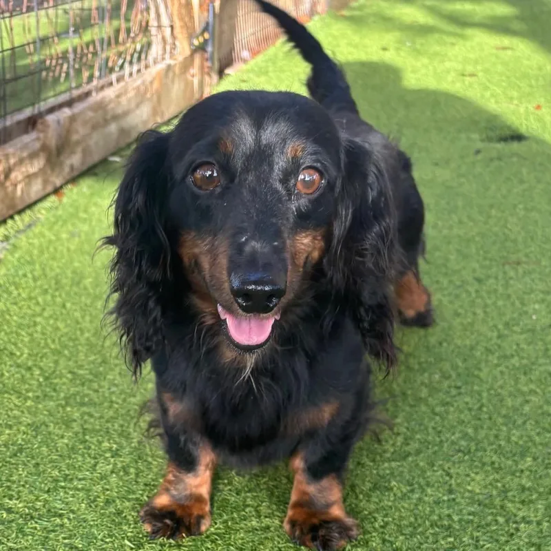 An adult small-sized female Black Dachshund dog named Mabel Mae for adoption in LOXAHATCHEE, FL