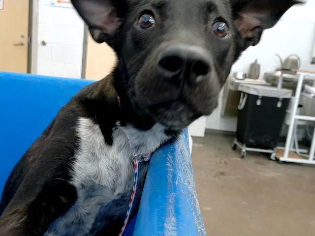 A young medium-sized female Mixed Breed dog named Poncy for adoption in Dallas, TX