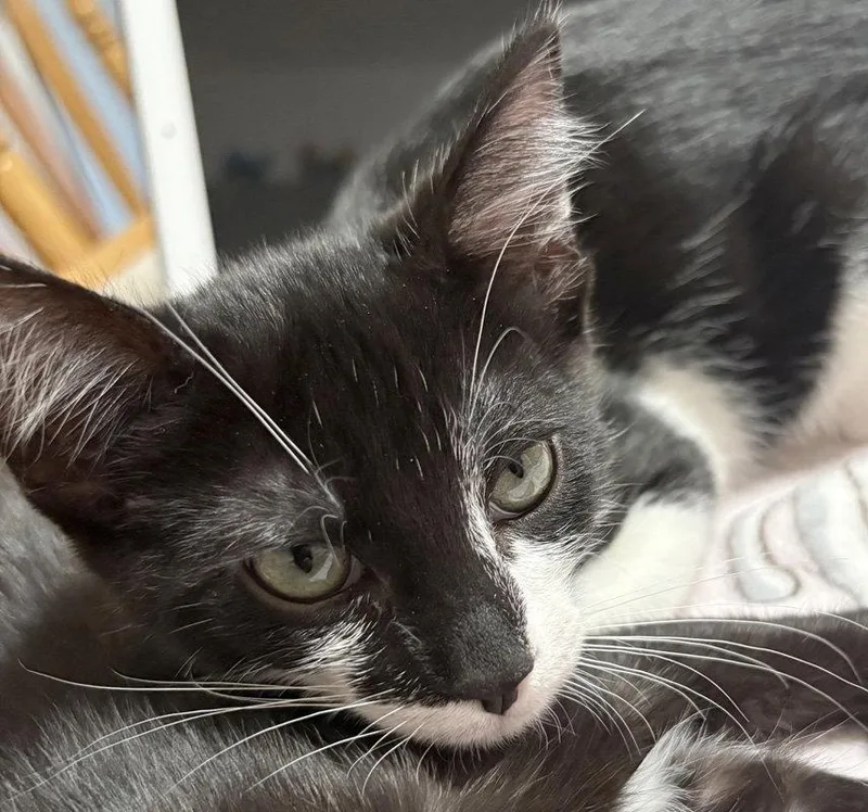 A baby medium-sized male Black & White / Tuxedo Domestic Short Hair cat named Ding Dong for adoption in Ventura, CA
