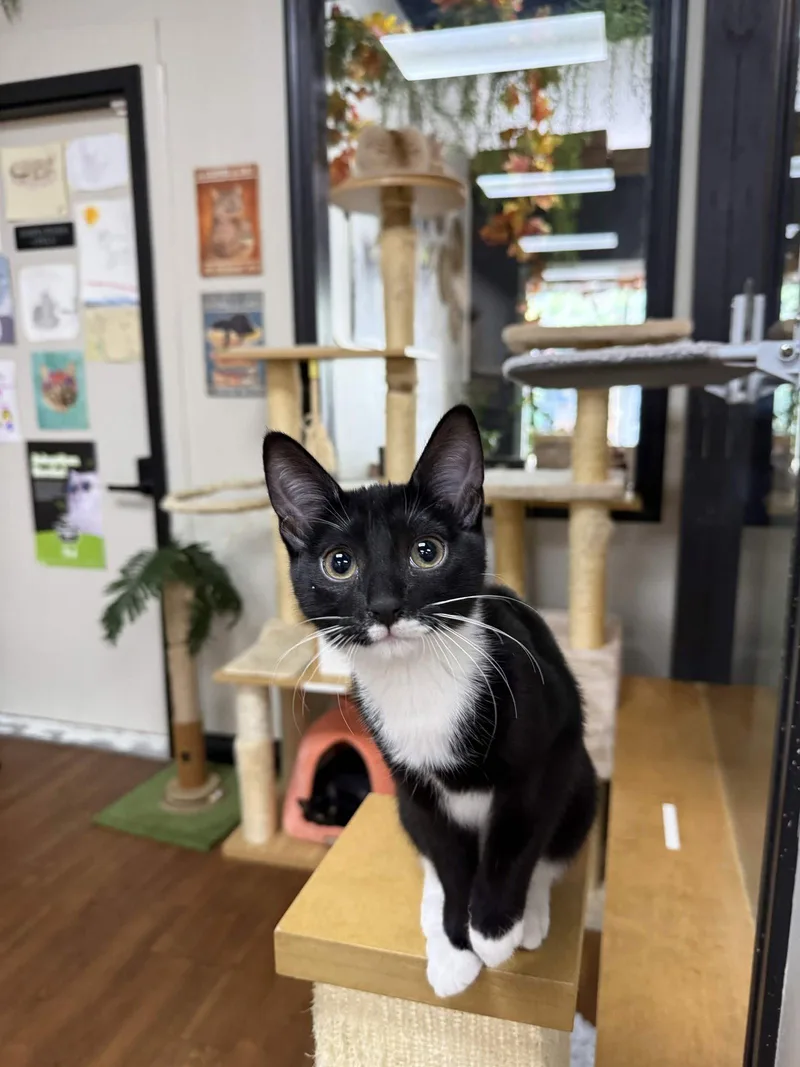 A baby medium-sized female Black & White / Tuxedo Domestic Short Hair cat named Blue Bell for adoption in Lake Saint Louis, MO