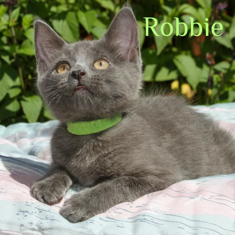 Robbie